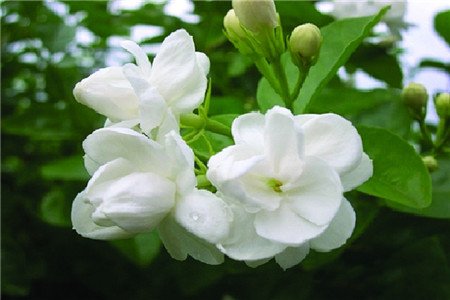 茉莉花怎么养才能开花