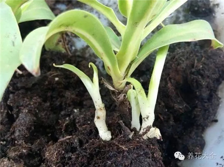 花分株是什么意思