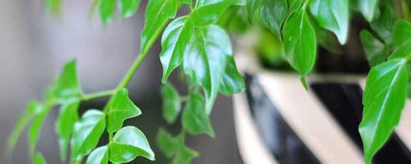 平安树冻了还能救活吗(平安树冻了怎么办)