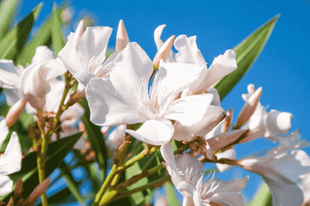 夹竹桃和桃树的区别是什么