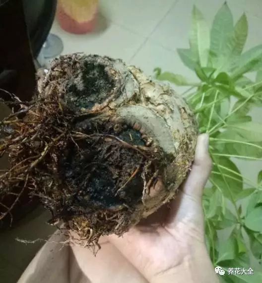 绿萝吊兰用什么土