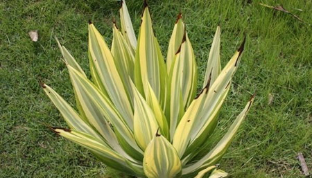 万年麻会开花吗