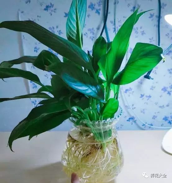 绿萝吊兰用什么土