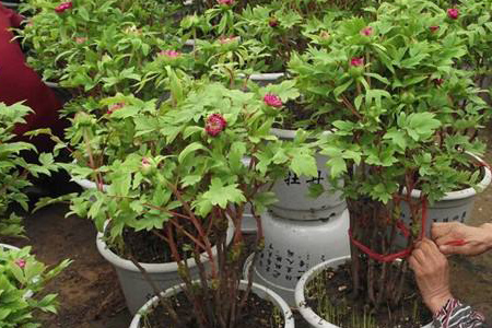 秋天牡丹花怎么修剪