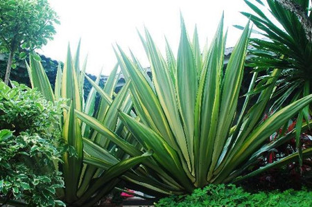 万年麻会开花吗