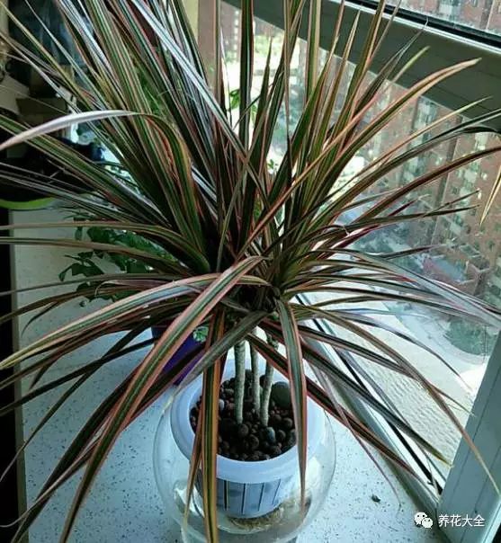 绿萝吊兰用什么土