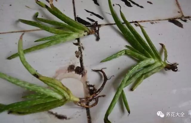 绿萝吊兰用什么土