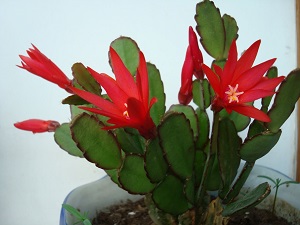 仙人指徒长怎么办