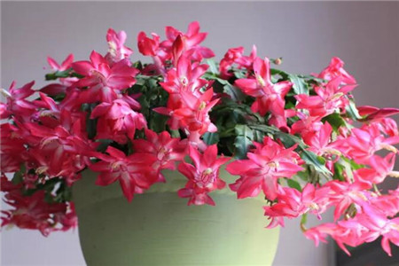 蟹爪兰要多久浇一次水