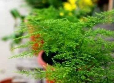 文竹为什么黄叶子怎么办?