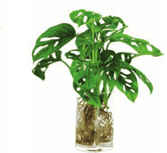 龟背竹水培怎么养