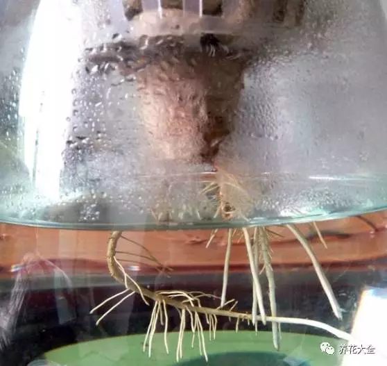 绿萝吊兰用什么土