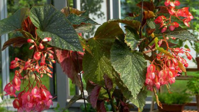 竹节秋海棠的养殖方法和注意事项(竹节秋海棠有哪些品种)