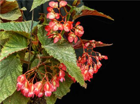 竹节秋海棠有哪些品种