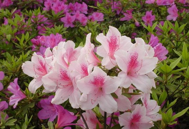 高山杜鹃花的养殖方法和注意事项