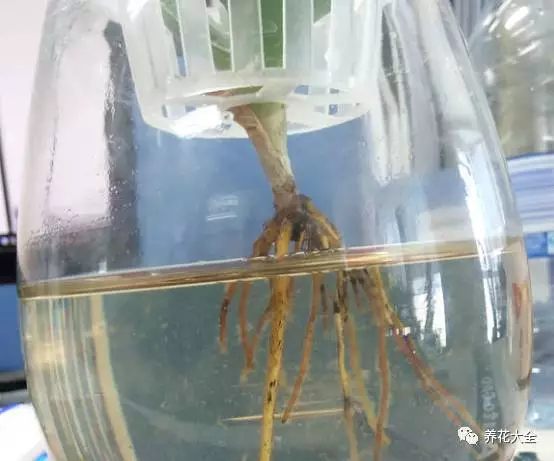 绿萝吊兰用什么土