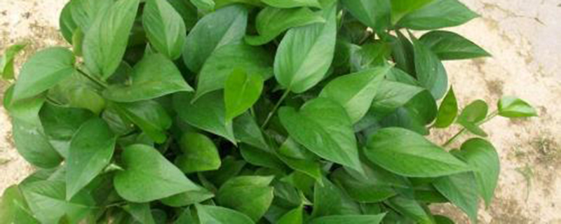 绿萝怎么养护(绿萝怎么养殖)