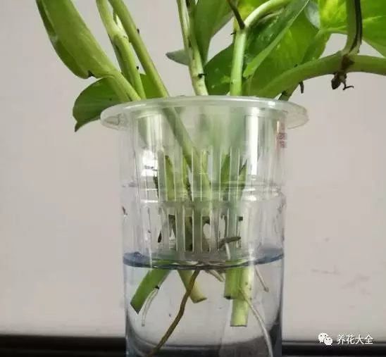 绿萝吊兰用什么土