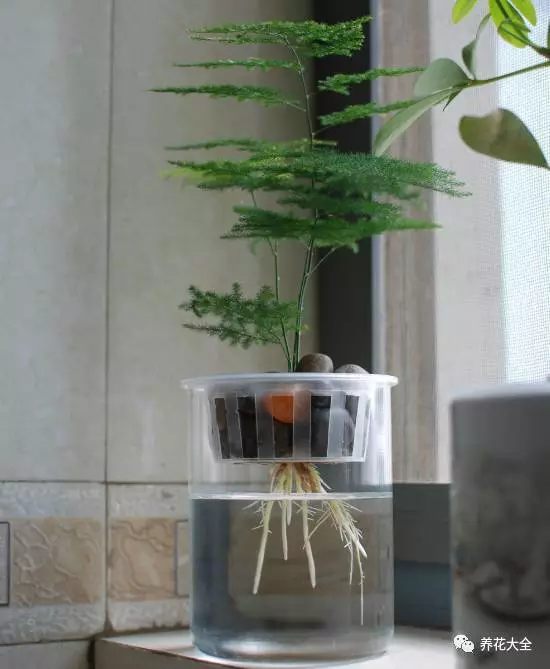 绿萝吊兰用什么土