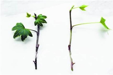 常春藤的枝蔓可以剪么