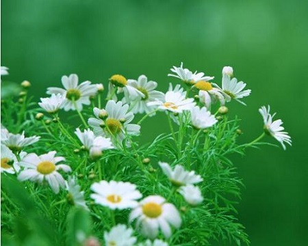 玛格丽特花什么时候种植