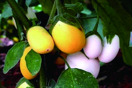 蛋树的种植方法视频