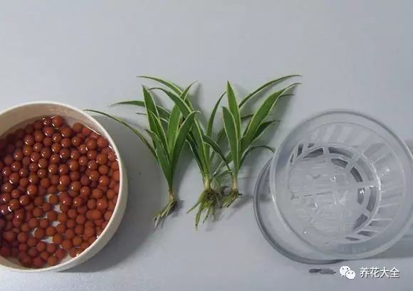 绿萝吊兰用什么土