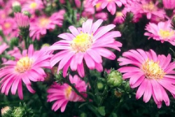 玛格丽特花什么时候开花(玛格丽特花什么时候种植)