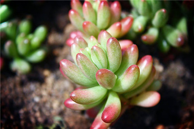 虹之玉掉叶子怎么回事