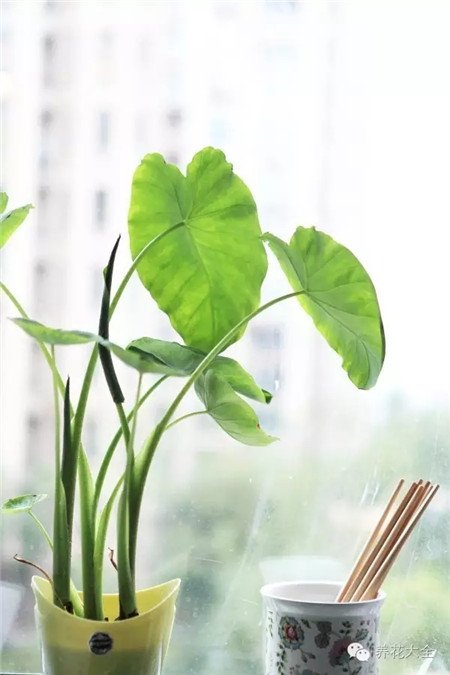 种芋头怎么种最好