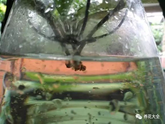 绿萝吊兰用什么土