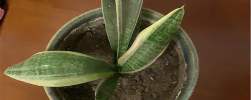 网上买的虎皮兰怎么种上盆后的注意事项(网上买回的虎皮兰如何栽种)