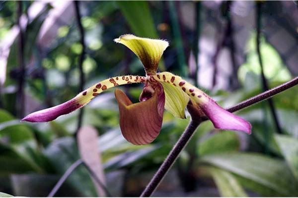 兜兰的花语象征及代表意义(兜兰的花语和寓意)