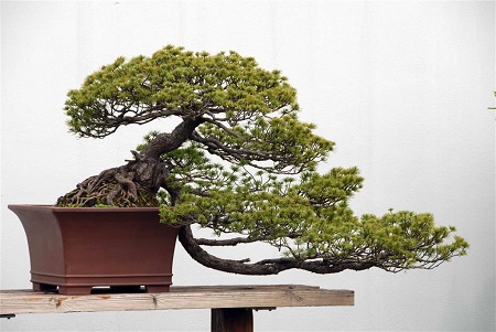 松树盆景制作视频