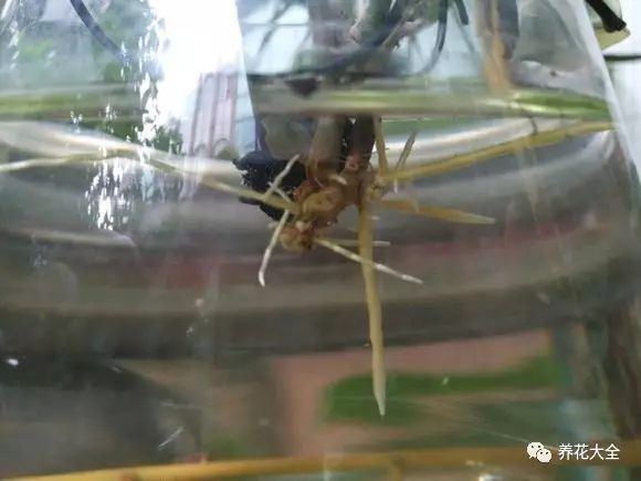 绿萝吊兰用什么土