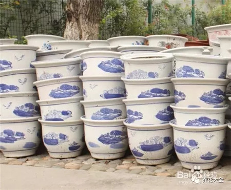 种芋头怎么种最好