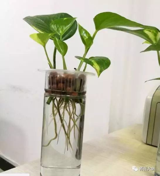 绿萝吊兰用什么土