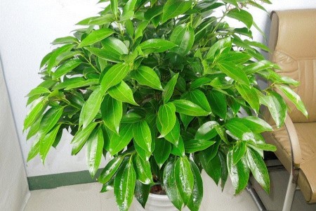 平安树冻了怎么办