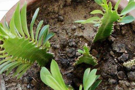 龙骨怎样扦插成活率高