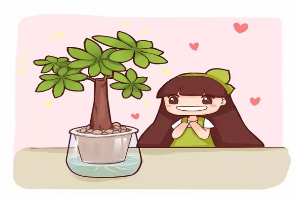 绿萝吊兰发财树种土里不如养水里！(绿萝吊兰用什么土)