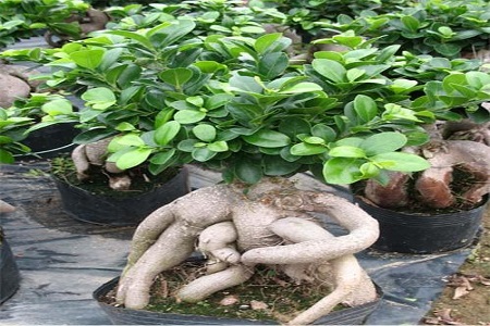 人参榕嫩叶长黑斑