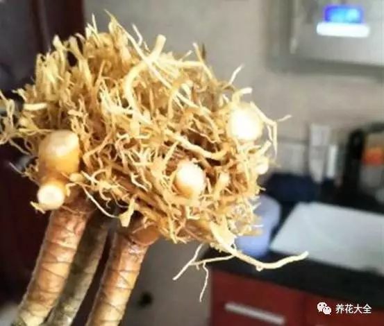 绿萝吊兰用什么土