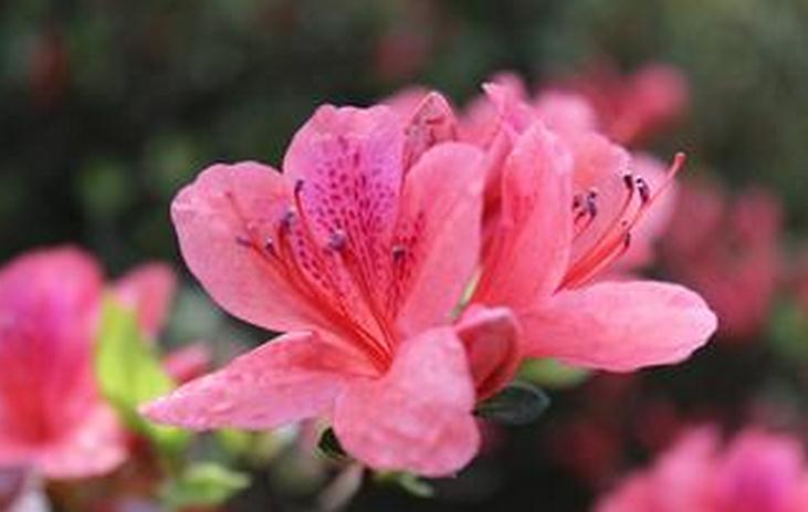 高山杜鹃花的养殖方法和注意事项