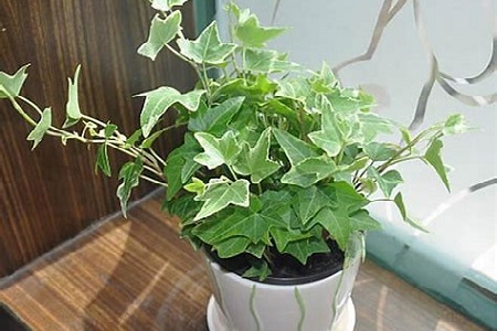 常春藤的枝蔓可以剪么