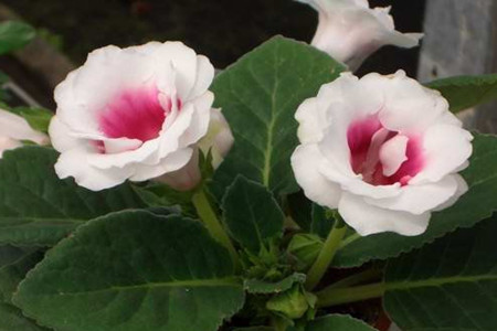 大岩桐花的养殖方法大岩桐长斑了怎么办