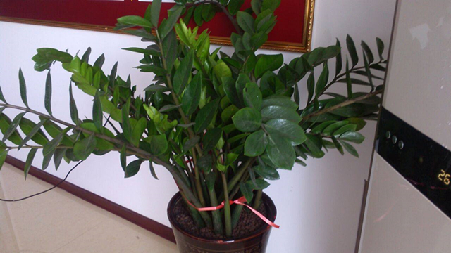 金钱树多少钱一盆(金钱树多少钱一盆哪里有卖)