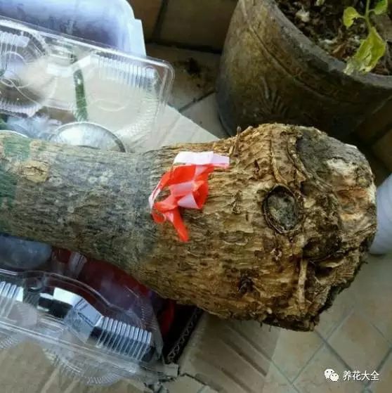 绿萝吊兰用什么土