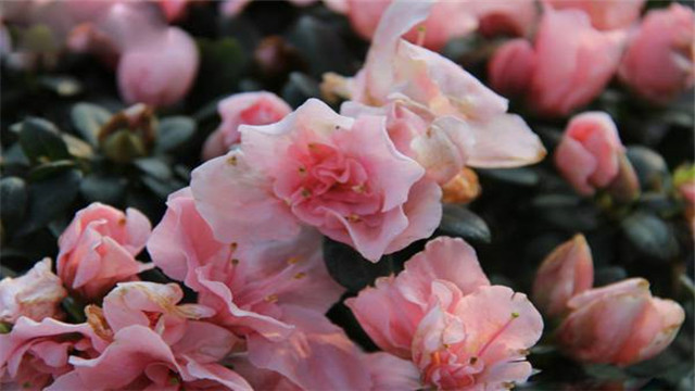 杜鹃花的养殖方法和注意事项(高山杜鹃花的养殖方法和注意事项)