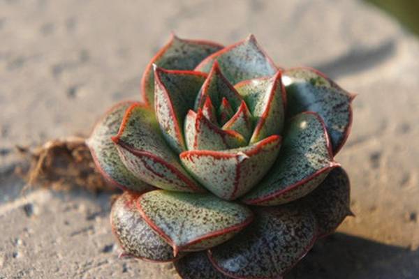 大和锦有什么作用(大和锦如何养出状态)