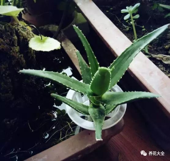 绿萝吊兰用什么土